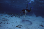 Snorkeler Reaches to Pet Southern Stingray at Shark Ray Alley in San Pedro, Belize