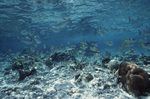 School of Gray and One Spot Snappers at Shark Ray Alley in San Pedro, Belize