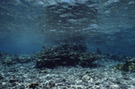 Underwater View of Shark Ray Alley in San Pedro, Belize, A