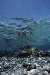 Underwater View of Shark Ray Alley in San Pedro, Belize, B