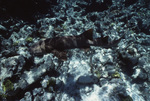 Nurse Shark in Shark Ray Alley in San Pedro, Belize, A