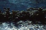 Underwater View of Shark Ray Alley in San Pedro, Belize, C