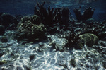 Underwater View of Shark Ray Alley in San Pedro, Belize, D