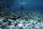 Snorkeler Swims Above School of Fish at Hol Chan Marine Reserve in San Pedro, Belize