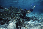 Snorkeler Approaches School of Fish at Hol Chan Marine Reserve in San Pedro, Belize