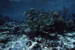 School of Bluestriped Grunts at Shark Ray Alley in San Pedro, Belize, A