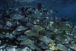 School of Bluestriped Grunts at Shark Ray Alley in San Pedro, Belize, B