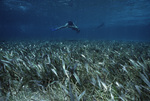 Snorkelers Observe Sea Grass at Shark Ray Alley in San Pedro, Belize