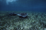 Southern Stingray Pair in Shark Ray Alley in San Pedro, Belize