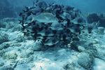 School of Snappers at Hol Chan Marine Reserve in San Pedro, Belize