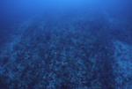 Underwater View of Channel in San Pedro, Belize, A