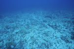 Sea Floor of Channel in San Pedro, Belize