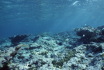 Underwater View of Channel in San Pedro, Belize, B