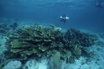 Snorkeler Observes Coral in Channel in San Pedro, Belize