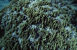 Coral Mound in Channel in San Pedro, Belize