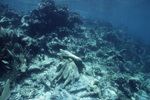 Underwater View of Cut in Basil Jones Area, North Ambergris Caye, Belize