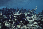 Blue Tang in Basil Jones Cut, North Ambergris Caye, Belize