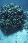 Underwater View of Mexico Rocks in Ambergris Caye, Belize, A