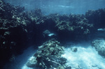 Underwater View of Mexico Rocks in Ambergris Caye, Belize, B