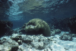 Underwater View of Mexico Rocks in Ambergris Caye, Belize, C