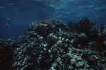 Underwater View of Mexico Rocks in Ambergris Caye, Belize, D