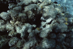 Underwater View of Mexico Rocks in Ambergris Caye, Belize, E