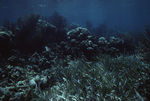 Underwater View of Mexico Rocks in Ambergris Caye, Belize, F