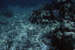 Underwater View of Mexico Rocks in Ambergris Caye, Belize, G