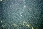 Dolphins Swimming in Tampa Bay, Florida, from Gandy Bridge, A