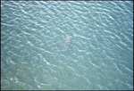 Dolphins Swimming in Tampa Bay, Florida, from Gandy Bridge, D