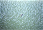 Dolphins Swimming in Tampa Bay, Florida, from Gandy Bridge, E