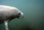 Manatee in Three Sisters Springs, Crystal River, Florida, A