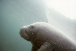 Manatee in Three Sisters Springs, Crystal River, Florida, B