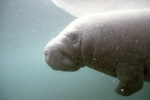 Manatee in Three Sisters Springs, Crystal River, Florida, C