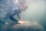 Manatee and Scuba Diver in Three Sisters Springs, Crystal River, Florida