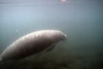 Manatee in Three Sisters Springs, Crystal River, Florida, D