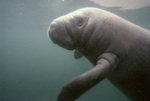 Manatee in Three Sisters Springs, Crystal River, Florida, E