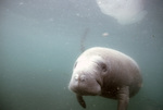 Manatee in Three Sisters Springs, Crystal River, Florida, F