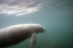 Manatee in Three Sisters Springs, Crystal River, Florida, H by John C. Ogden