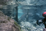 Manatee and Camera in Three Sisters Springs, Crystal River, Florida