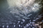 Gray Fish in Crystal River, Florida