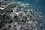 Dwarf Sand Perch Swimming in Crystal River, Florida