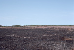 Burnt and Dried Vegetation in Florida Everglades