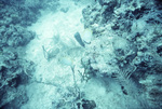 Horseshoe Patch in Carysfort Reef Near Florida Keys, A