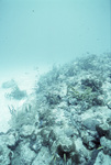 Horseshoe Patch in Carysfort Reef Near Florida Keys, B