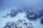 Horseshoe Patch in Carysfort Reef Near Florida Keys, C