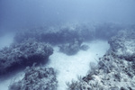 Horseshoe Patch in Carysfort Reef Near Florida Keys, D