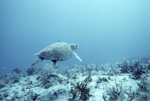 Loggerhead Sea Turtle in Horseshoe Patch, Carysfort Reef, Florida Keys, A