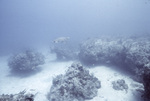 Loggerhead Sea Turtle in Horseshoe Patch, Carysfort Reef, Florida Keys, B