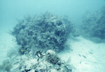 Horseshoe Patch in Carysfort Reef Near Florida Keys, E